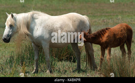 Camargue Pony, Pferd, Equus caballus, Fohlen säugen mit der Mutter, eine Der olderest Rassen der Welt, Nachkomme von primative Rassen, Pferd auf das Meer Stockfoto