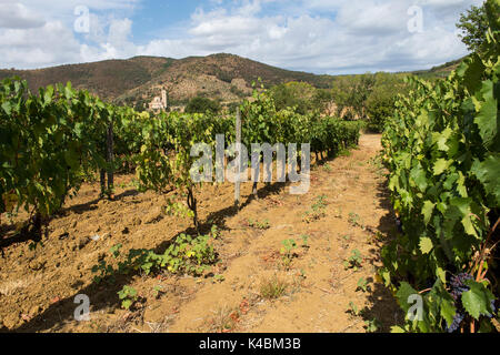 Weinberge rund um die Abtei von Sant'Antimo in der Nähe von Montalcino, Toskana Italien Europa EU Stockfoto