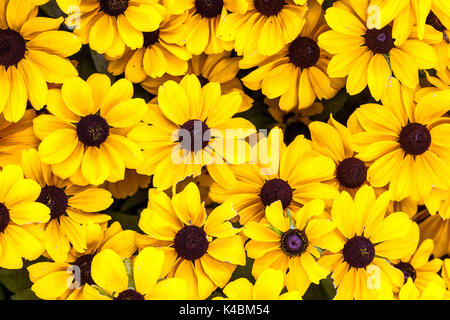 Rudbeckia hirta 'Toto Gold' Blumen Stockfoto