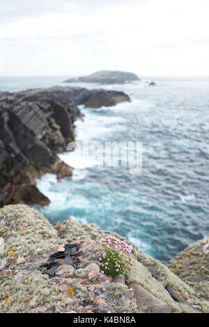 Sparsamkeit (Meer Pinks) Armeria maritima wachsen auf Klippen am Scatness, südlichen Ende der Shetland Inseln Festland, Shetland Juni Stockfoto