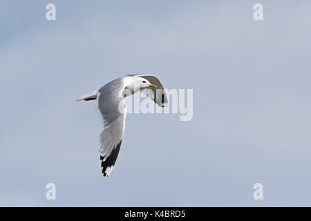 Sturmmöwe Larus canus nach Grutness Shetland Juni Stockfoto