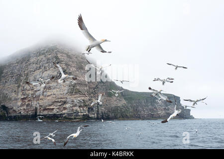 Northern Gannet Morus bassanus Noss NNR Shetland Juni Stockfoto