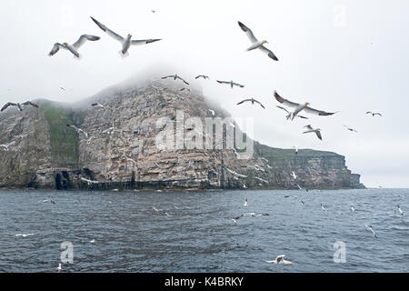 Northern Gannet Morus bassanus Noss NNR Shetland Juni Stockfoto