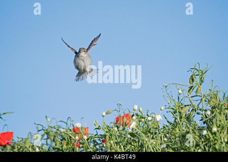 Haussperling Passer domesticus weiblichen Northumberland Juni Stockfoto