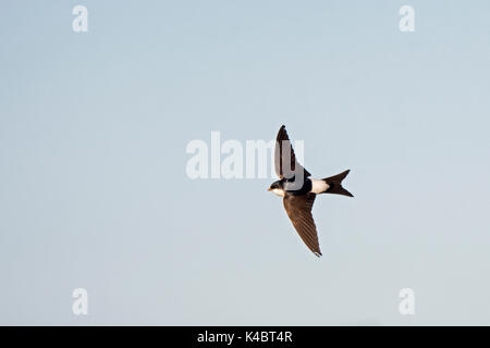 Common House Martin Delichon urbicum Northumberland Juli Stockfoto