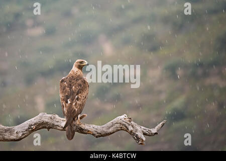 Steinadler Aquila Chrysaetos im Regen Arribes del Duerro Spanien Juni Stockfoto