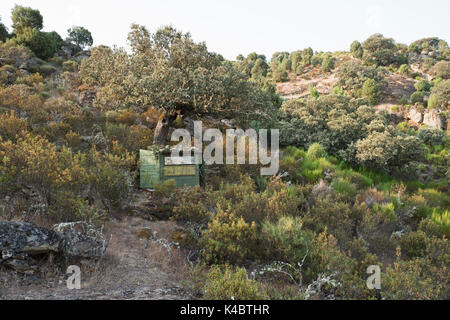 Fotografie mit einem Glas für das Fotografieren von Bonelli Adler Aquila fasciata in Arribes del Duero Naturpark (Parque Natural de Arribes d ausblenden Stockfoto