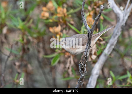 Western Bartgrasmücke (Iberiae) Sylvia cantillans weiblichen Arribes del Duerro Nr Zamora Spanien Juni Stockfoto