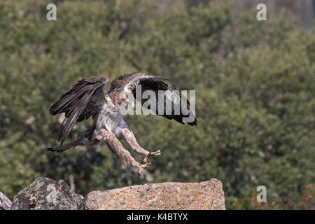 Bonelli Adler Aquila fasciata Männchen in Arribes del Duero Naturpark (Parque Natural de Arribes del Duero) Spanien Juni Stockfoto