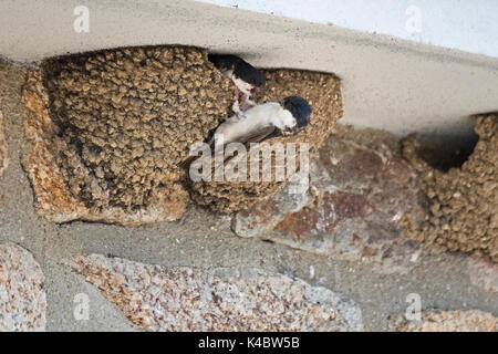 Common House Martin Delichon urbicum im Nest Northumberland Juli Stockfoto