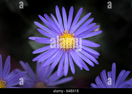 Aster frikartii Monch, Asteraceae. Stockfoto