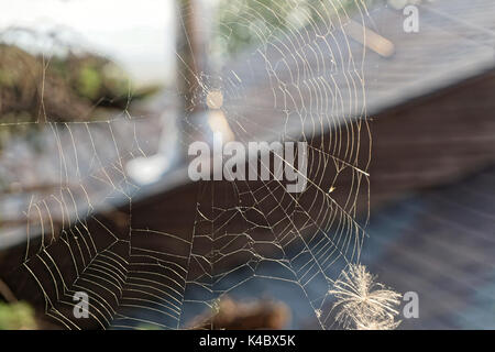 Spinnennetz Stockfoto