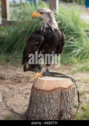 Junger Weißkopfseeadler sitzen auf einem Baumstumpf im Freien Stockfoto