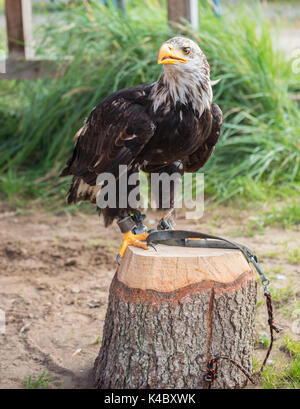 Junger Weißkopfseeadler sitzen auf einem Baumstumpf im Freien Stockfoto