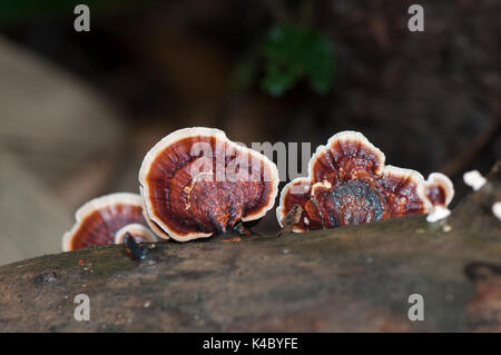 Pilze wachsen auf Baumstamm Stockfoto