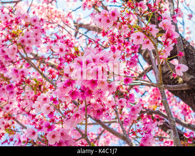 Schöne Kirschblüten, während Festival in Ueno Park Stockfoto