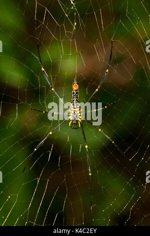 Riesige hölzerne Spinne Orb Weaver Nephila maculata Stockfoto