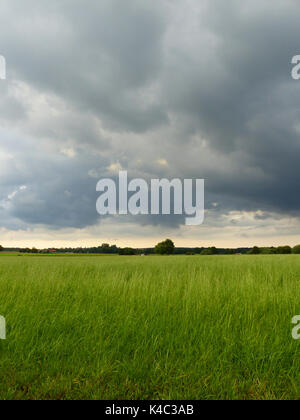 Ampermoss, River Valley Fen in der Nähe Ammersee in Oberbayern Stockfoto