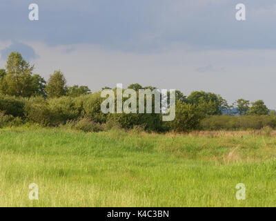 Ampermoss, River Valley Fen in der Nähe Ammersee in Oberbayern Stockfoto