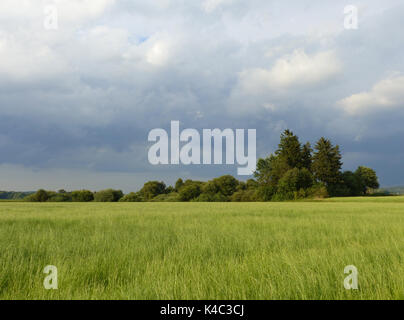 Ampermoss, River Valley Fen in der Nähe Ammersee in Oberbayern Stockfoto