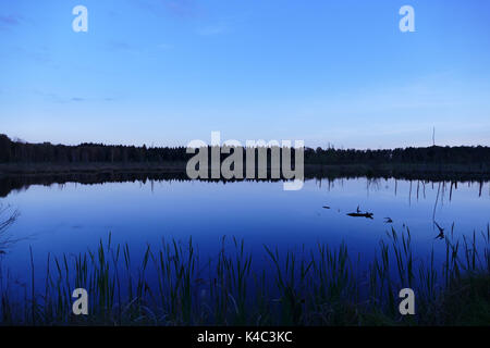 Schwenninger Moos auf die Blaue Stunde, Im Moor See gibt es die Quelle des Neckar. Stockfoto