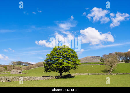 Baum in englischer Landschaft unter Pen-y-Ghent fiel. Horton-in-Ribblesdale, Yorkshire Dales National Park, North Yorkshire, England, Großbritannien, Großbritannien Stockfoto