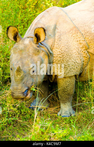 Leiter der gefährdeten eine Gehörnte indischen Rhinozeros essen Gras in seinem natürlichen Lebensraum im Chitwan Nationalpark Nepal abgesenkt Stockfoto