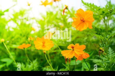 Gelb Cosmos Blumen mit Sonnenlicht am Morgen. Cosmos ist auch als Kosmos sulfureus bekannt. Stockfoto