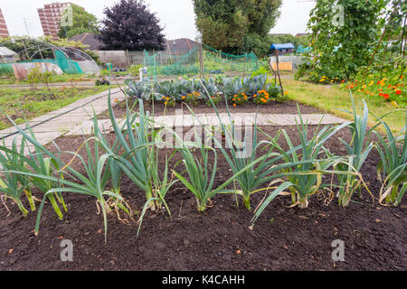 Zeile der gewöhnlichen Lauch wachsen auf eine Zuteilung in einer Stadt Zuteilung site UK Stockfoto