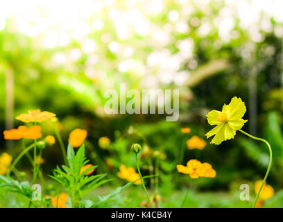Gelb Cosmos Blumen mit Sonnenlicht am Morgen. Cosmos ist auch als Kosmos sulfureus bekannt. Stockfoto