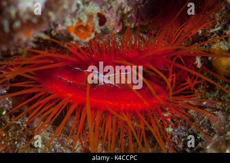 Eine elektrische Clam lebt von einem Korallenriff in Raja Ampat, Indonesien. Diese Region ist bekannt für seine spektakulären marine Artenvielfalt bekannt. Stockfoto