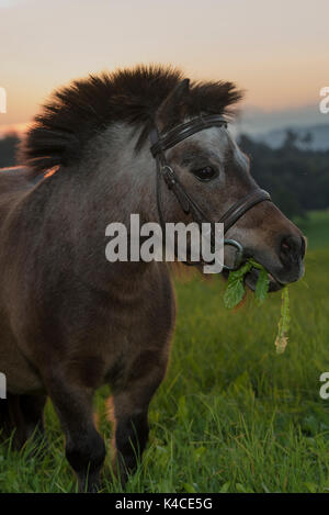 Braun-weiß meliert Shetland Pony mit Zaumzeug und Punk Frisur Im Abendlicht auf der Weide Stockfoto