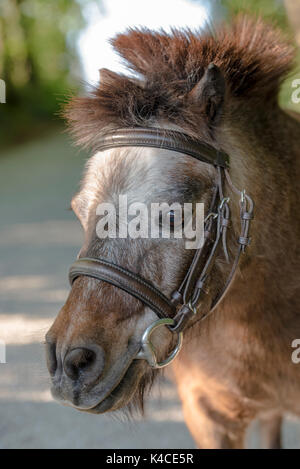 Porträt einer Gezügelten, Braun Weiß gehäutet Shetlandpony mit Mähne in Punk Stil Stockfoto