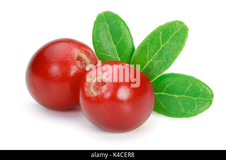 Nahaufnahme von roten Preiselbeeren (Preiselbeeren, foxberries) mit Blättern, auf weißem Hintergrund, clipping path enthalten. Stockfoto