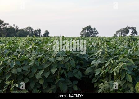 Postkarte mit einer schönen Kartoffeln Feld Stockfoto