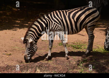 Zebra auf der Suche nach Essen Stockfoto