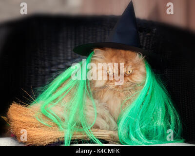 Orange Persian Cat in Halloween Kostüm Stockfoto