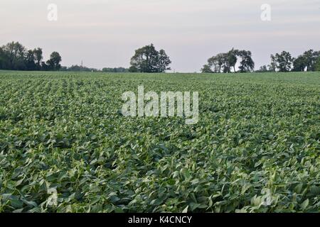 Foto von einer schönen Kartoffeln Feld isoliert Stockfoto