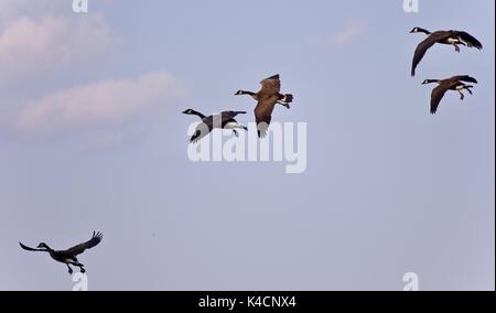 Schönes Bild von mehreren Canada Geese flying Stockfoto