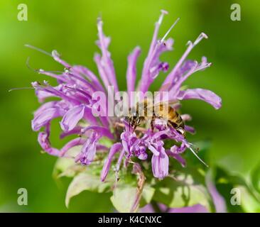 Postkarte mit einer Honigbiene sitzen auf Blumen Stockfoto