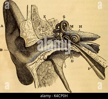 "Eine Abhandlung über Physiologie und Hygiene für Bildungseinrichtungen und allgemeine Leser.." (1887) Stockfoto