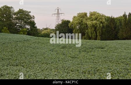 Isolierte Bild mit einer schönen Kartoffeln Feld Stockfoto