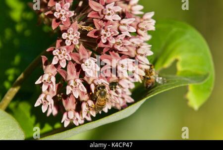 Foto einer Honigbiene sitzen auf Blumen im Wald Stockfoto