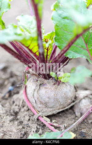 Organische homegrown rote Beete. Enge, auf Wurzel im Boden Fokus mit Teil über einen Boden. Vertikale Ausrichtung Stockfoto