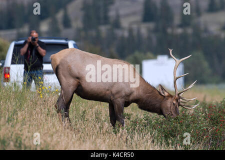 Elk/Wapiti (Cervus canadensis) Stier weiden in der Nähe von verkehrsreichen Straße vor der Touristen in Autos im Sommer, Jasper National Park, Alberta, Kanada Stockfoto