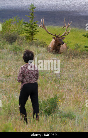 Touristische zu in der Nähe von Elk/Wapiti (Cervus canadensis) Stier in der Ferienzeit im Sommer, Jasper National Park, Alberta, Kanada Stockfoto