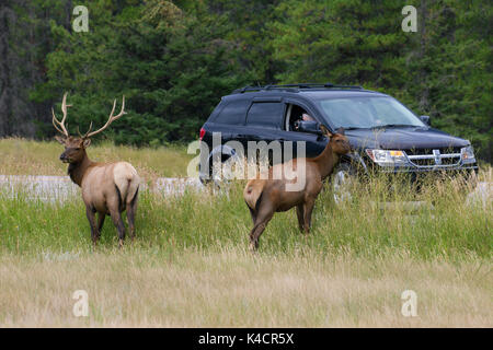 Touristen im Auto, Bilder von Lyck/wapitis (Cervus canadensis) in der Nähe der Straße in der Ferienzeit im Sommer, Jasper National Park, Alberta, Kanada Stockfoto