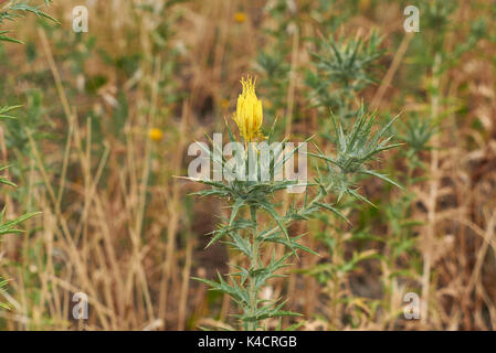 Carthamus lanais Nahaufnahme Stockfoto