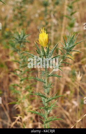 Carthamus lanais Nahaufnahme Stockfoto