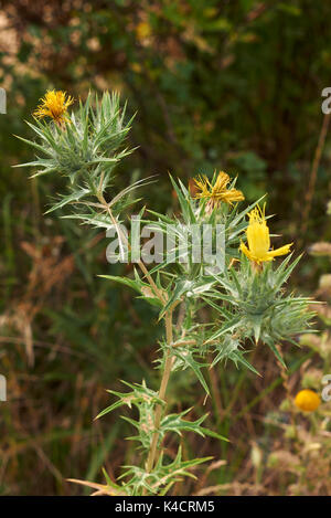 Carthamus lanais Nahaufnahme Stockfoto